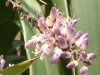 RfBlEXgN^(Cordyline stricta)