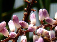 RfBlEXgN^(Cordyline stricta)