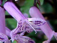 Plectranthus 'Mona Lavender