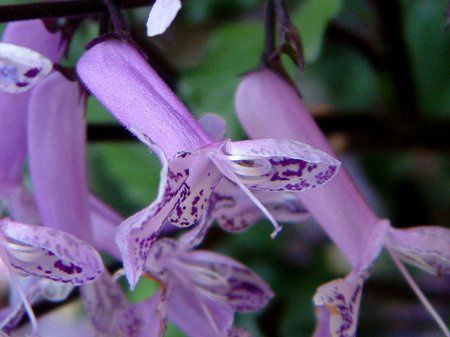 Plectranthus 'Mona Lavender