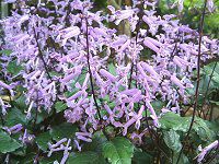 Plectranthus 'Mona Lavender