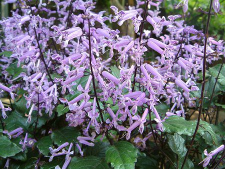 Plectranthus 'Mona Lavender