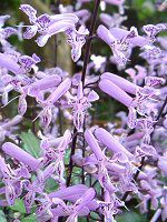 Plectranthus 'Mona Lavender