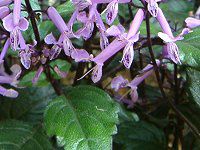 プレクトランサス モナ ラベンダー Plectranthus Mona Lavender かぎけんweb