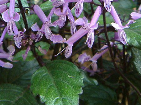 Plectranthus 'Mona Lavender