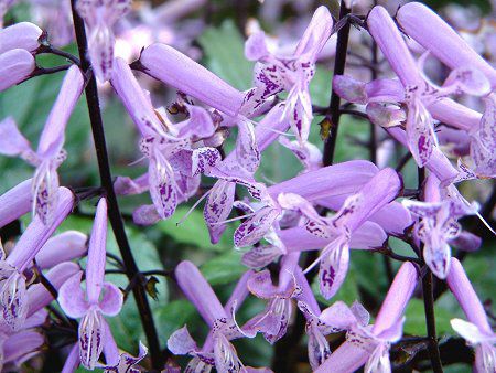 Plectranthus 'Mona Lavender