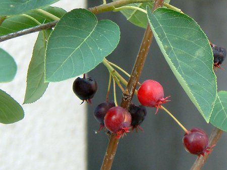 W[x[(June Berry)-red-summer