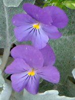 rI(Viola)
