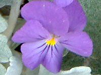 rI(Viola)