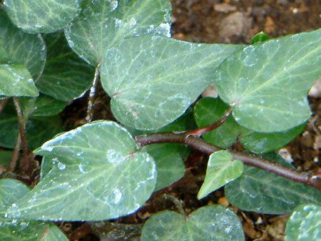 ヘデラ ヘリックス Hedera Helix