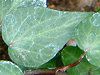 �w�f���E�w���b�N�X(Hedera helix)