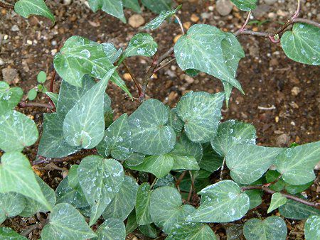 ヘデラ ヘリックス Hedera Helix