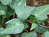 �w�f���E�w���b�N�X(Hedera helix)