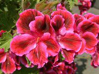 ySjE(Pelargonium)