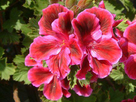 ySjE(Pelargonium)