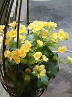 G`I[xSjA(Elatior begonia)