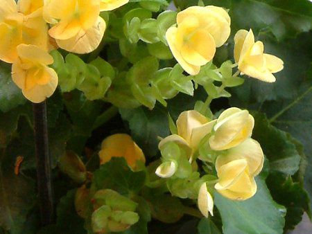 リーガースベゴニア Riegers Begonia リーガースベゴニア Riegers Begonia