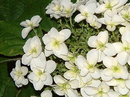 カシワバアジサイ 柏葉紫陽花 かぎけんweb カシワバアジサイ 柏葉紫陽花 かぎけんweb