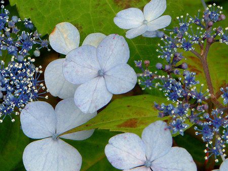 アジサイ 紫陽花 かぎけんweb アジサイ 紫陽花 かぎけんweb