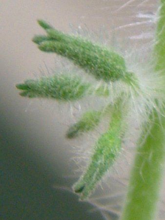 ~jg}g 'ACR'(Mini Tomato 'Aiko')