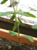 チャマメ(茶豆)【かぎけんWEB】