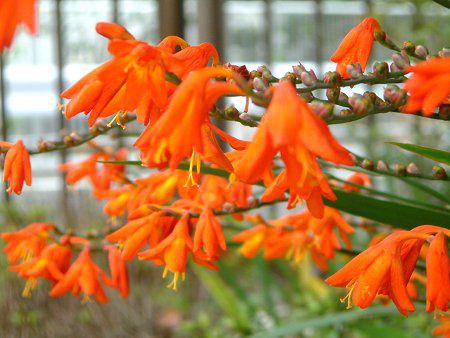 gu`A(Montbretia)