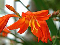 クロコスミア Crocosmia かぎけんweb クロコスミア Crocosmia かぎけんweb