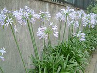 AKpTX(Agapanthus)