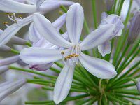 AKpTX(Agapanthus)