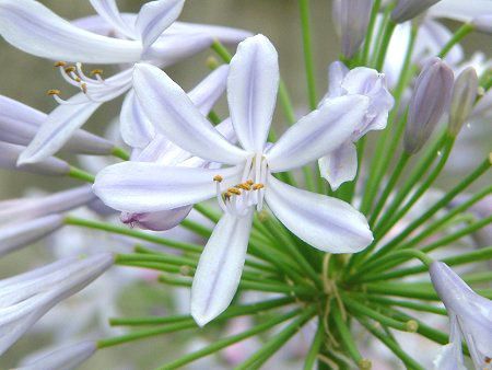 AKpTX(Agapanthus)