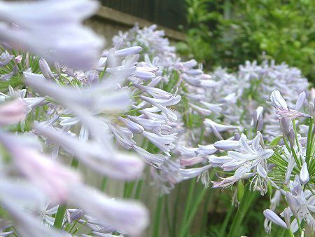 AKpTX(Agapanthus)