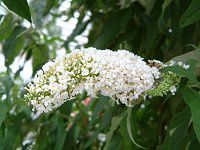 ubhA(Buddleja)