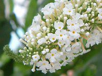ubhA(Buddleja)