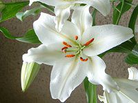 ユリ(百合)
