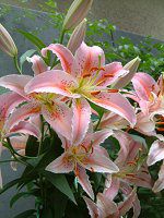 ベルガモ(Bergamo)