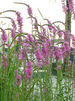 ミソハギ(禊萩)