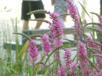 ミソハギ(禊萩)