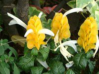 パキスタキス・ルテア(Pachystachys lutea)