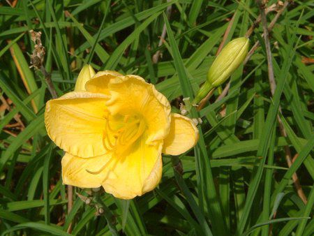 wJX(Hemerocallis)