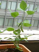 チャマメ(茶豆)