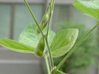 チャマメ(茶豆)