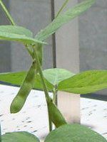 チャマメ(茶豆)