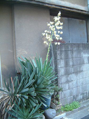 アツバキミガヨラン 厚葉君が代蘭 かぎけんweb