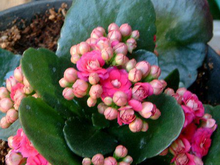 JRG(Kalanchoe) 