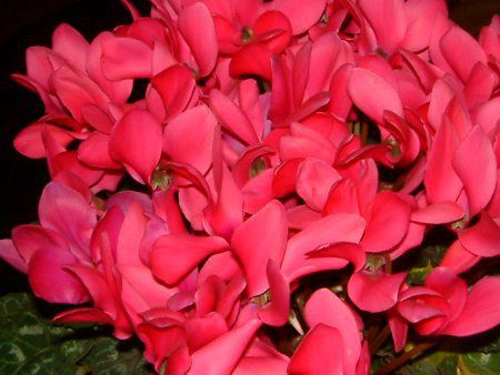 VN(Cyclamen)