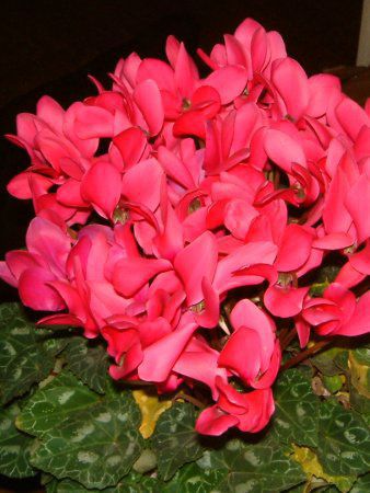VN(Cyclamen)