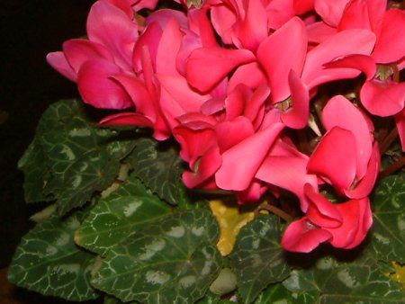 VN(Cyclamen)