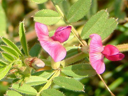 カラスノエンドウ 烏野豌豆 かぎけんweb