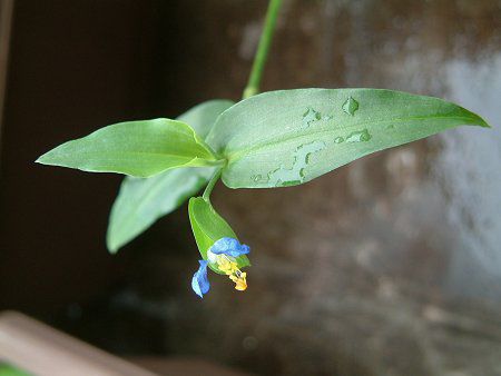 ツユクサ 露草 かぎけんweb ツユクサ 露草 かぎけんweb