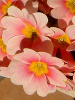 vE|AT(Primula polyantha)